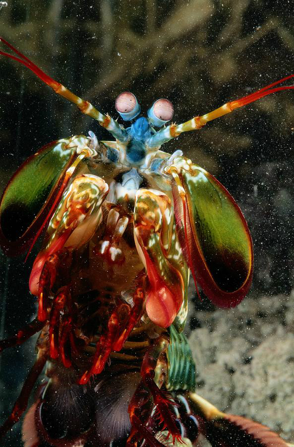  p>雀尾螳螂虾(学名: i>odontodactylus scyllarus /i>):是软甲纲,齿