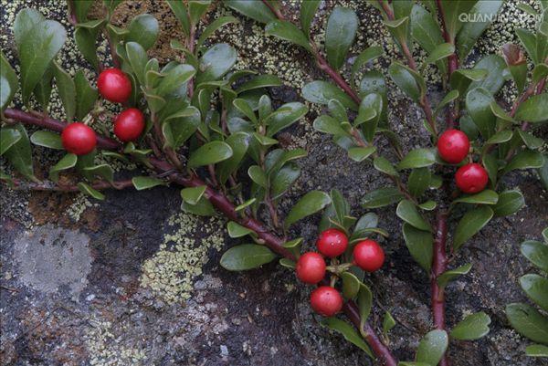 arctostaphylos uva-ursi