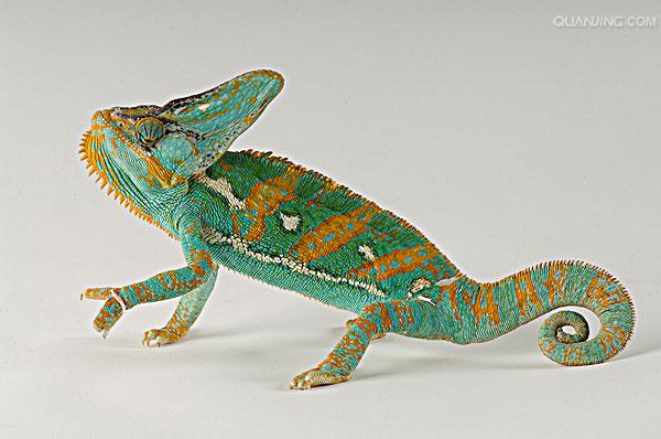  p>高冠变色龙是变色龙的一种,因为头上高耸的 a target="_blank"