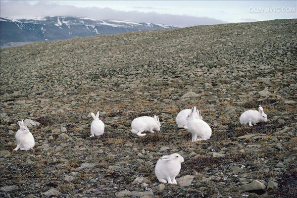  p>北极兔(学名:  i>lepus arcticus /i>), 是兔科,兔属的哺乳动物.