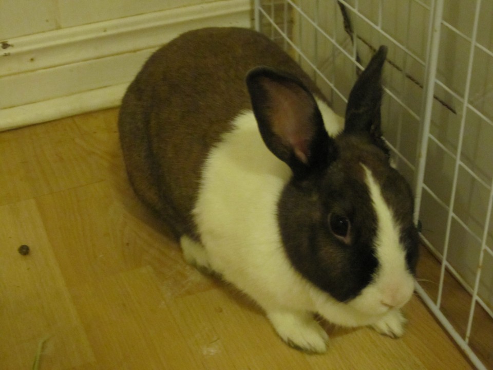 荷兰兔脸部有v字形的白色区块,延伸至下颔部位