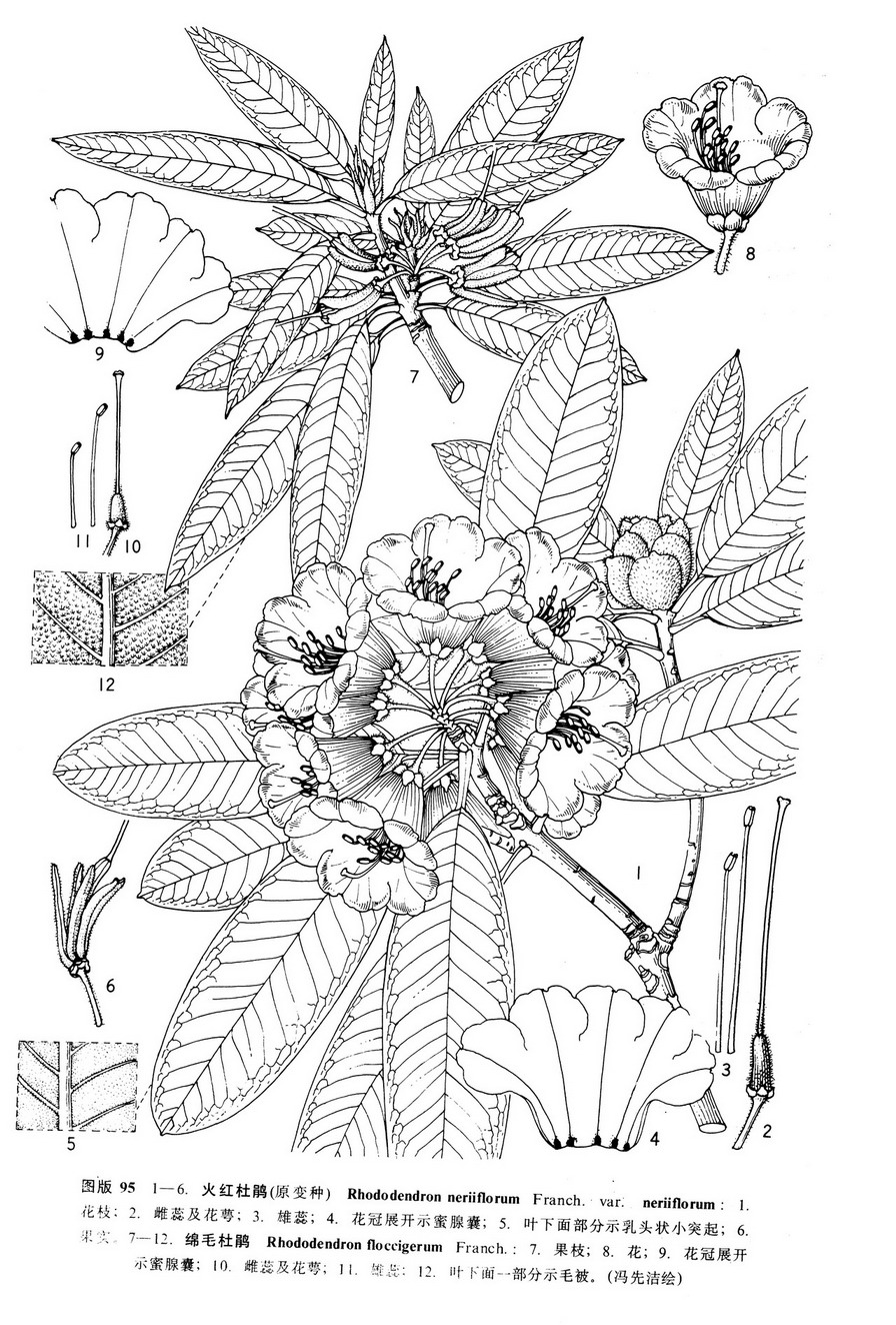 火红杜鹃(原变种)