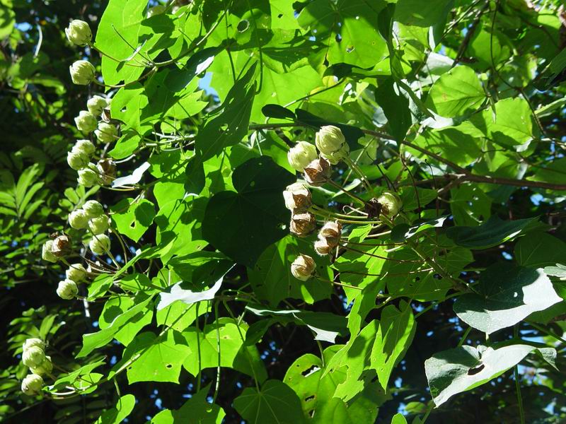  p>羊蹄(学名: i>rumex japonicus /i> houtt.