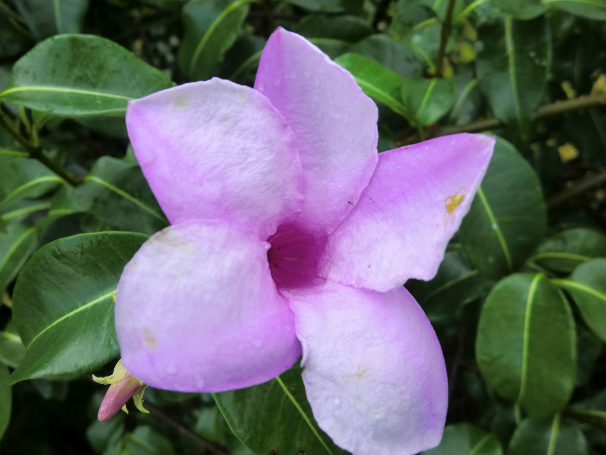  p>桉叶藤属(cryptostegia), a target="_blank" href="/item/萝藦科"