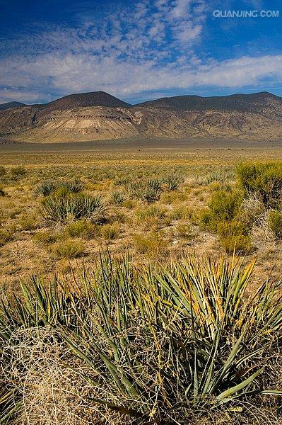  p>沙漠植物泛指在沙漠环境条件下,能 a href="#" data-lemmaid="