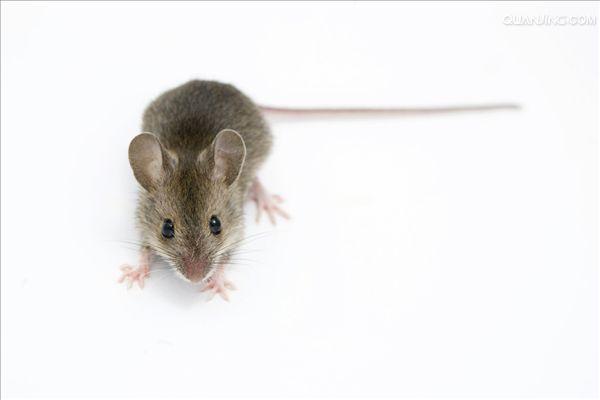  p>小家鼠(学名: i>mus musculus) /i>为 a href="#" data-lemmaid="