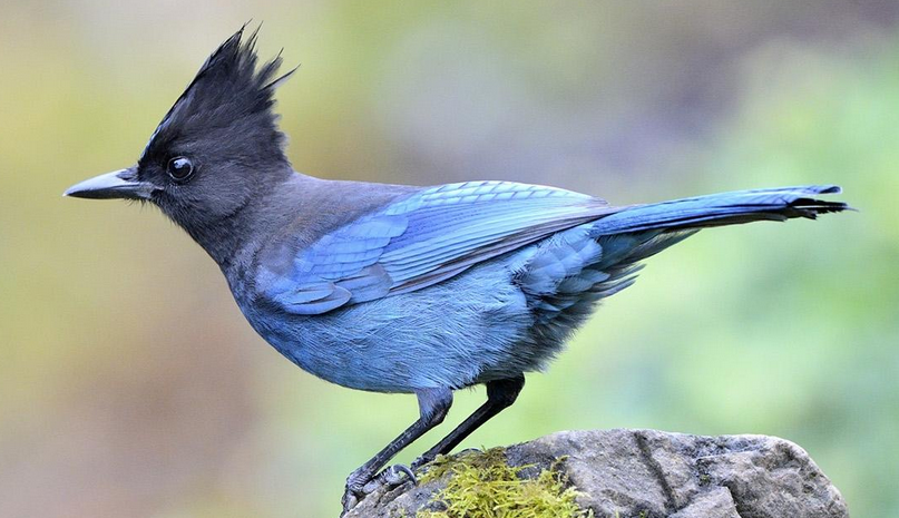  p>暗冠蓝鸦( i>cyanocitta stelleri /i>),又名斯特勒蓝鸦(stellers