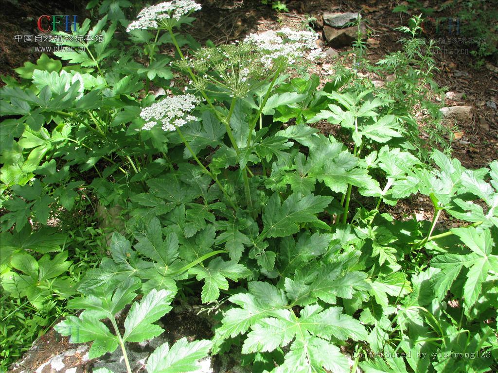  p>羌活属(学名:notopterygium)是伞形科下的一个属,为多年生草本植物