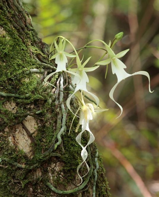  p>鬼兰(学名: i>dendrophylax lindenii /i>)
