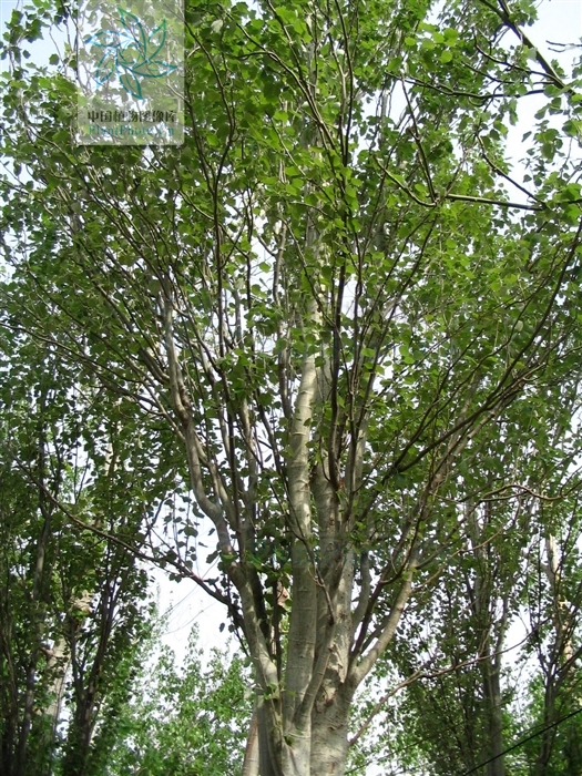  p>银白杨(学名: i>populus alba /i> l)高15~30米,树冠宽阔;树皮白色