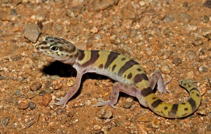  p>带斑壁虎(学名: i>coleonyx variegatus /i>):体长10-15厘米,吻长