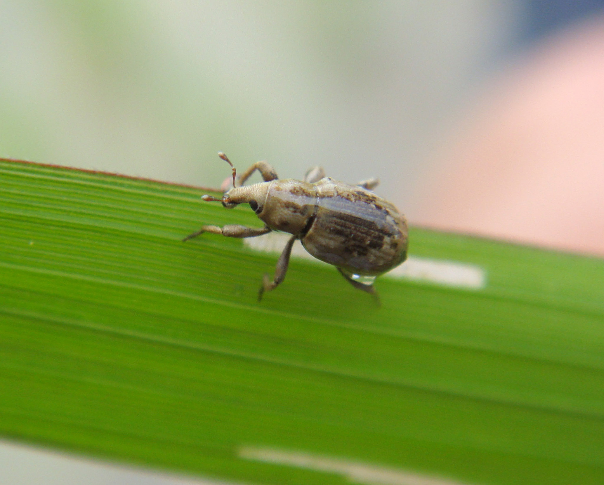  p> a href="#">鞘翅目 /a>(coleoptera)象甲科( i>curculionidae
