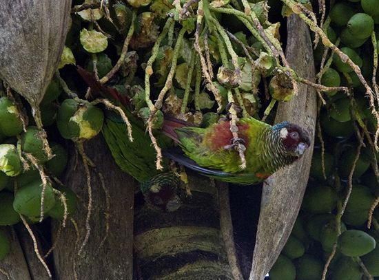 white-eared parakeet
