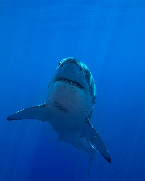 大白鲨