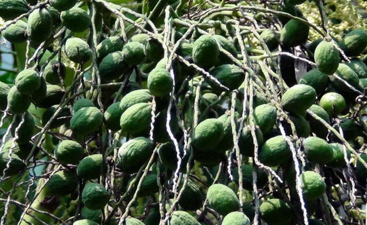  p>酒椰(学名: i>raphia vinifera /i> beauv.