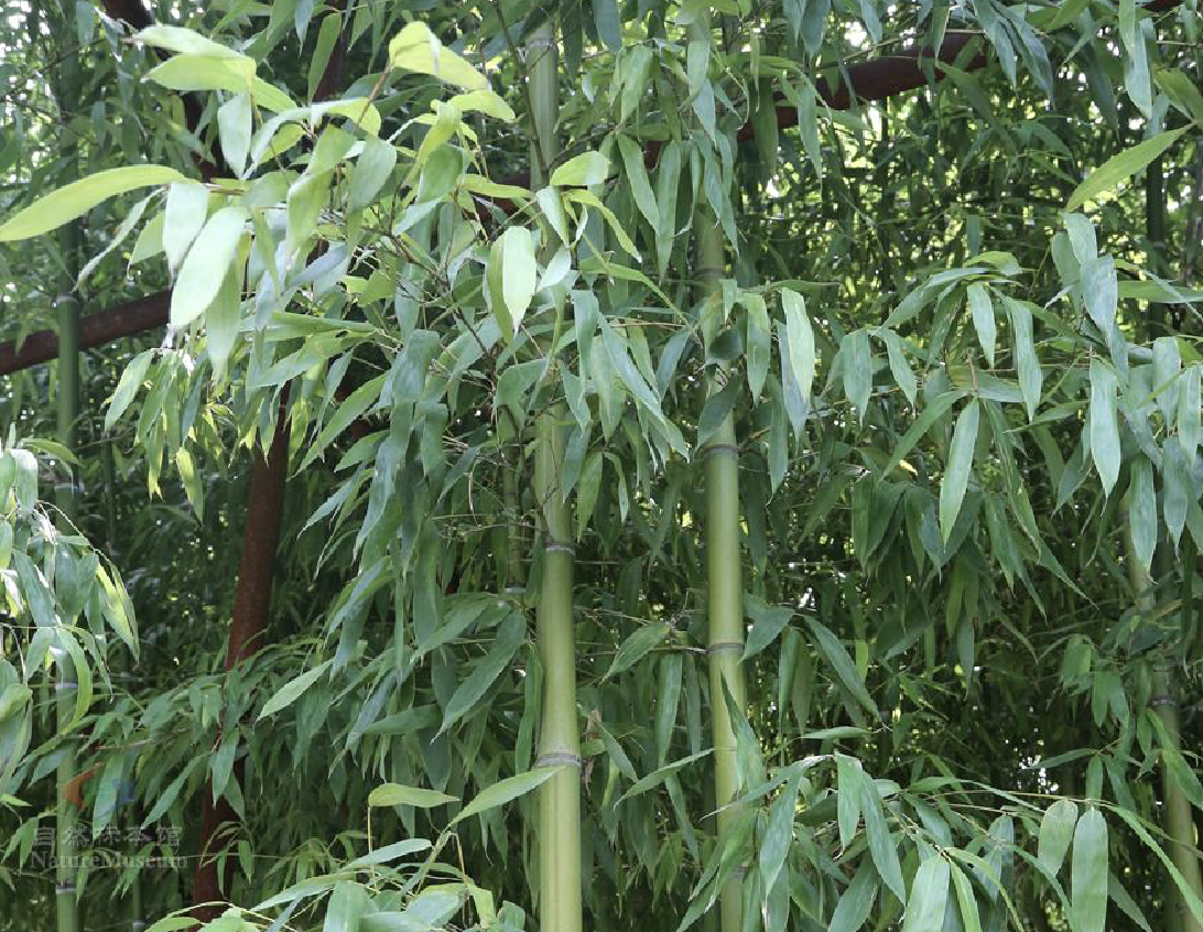 yao)是禾本科刚竹属笋用竹植物,竿高可达12米,幼竿被白粉,一,二年生