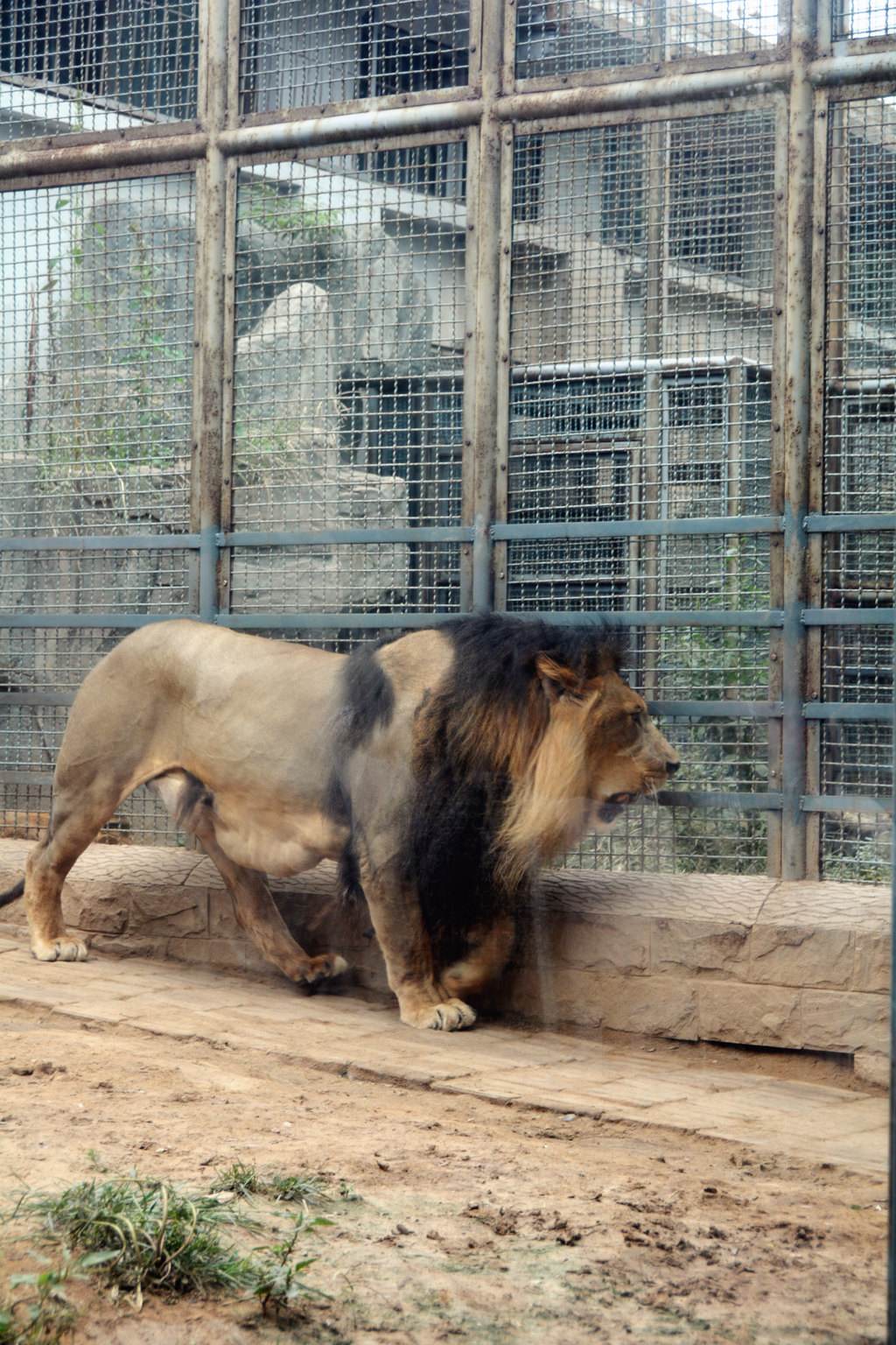  p>济南动物园原名金牛公园,后称金牛动物园,始建于1959年10月,1960年