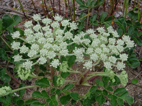  p>珊瑚菜(拉丁学名: i>glehnia littoralis /i> fr. schmidt ex miq.