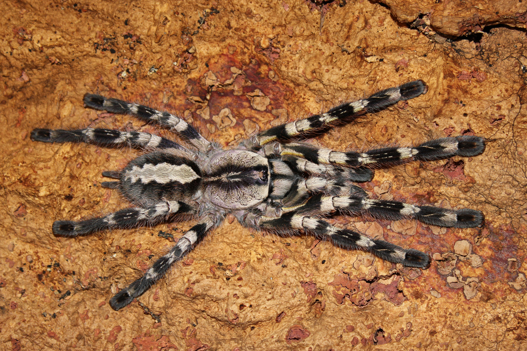 印度华丽雨林蛛