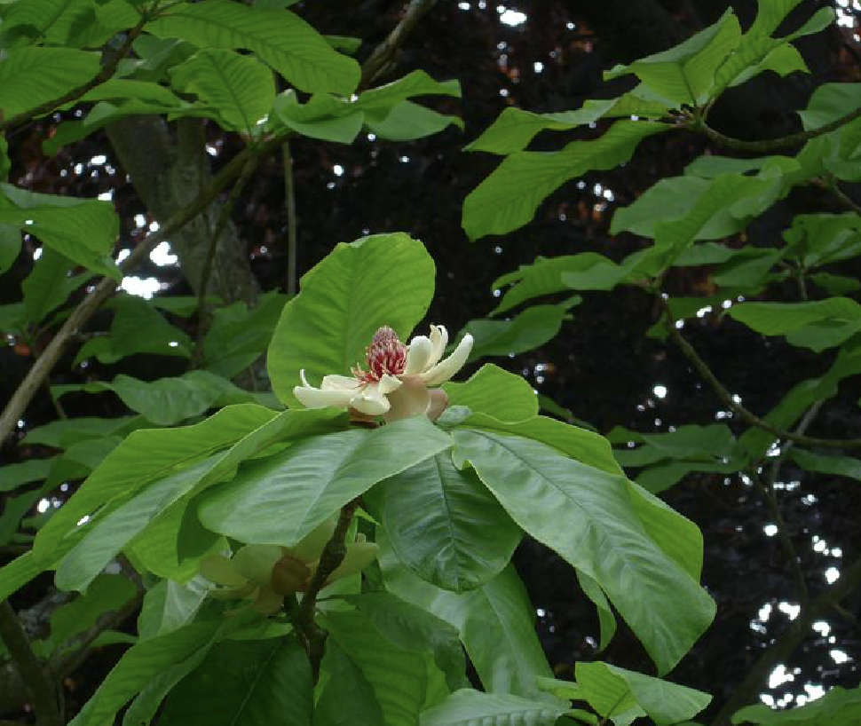 magnolia hypoleuca