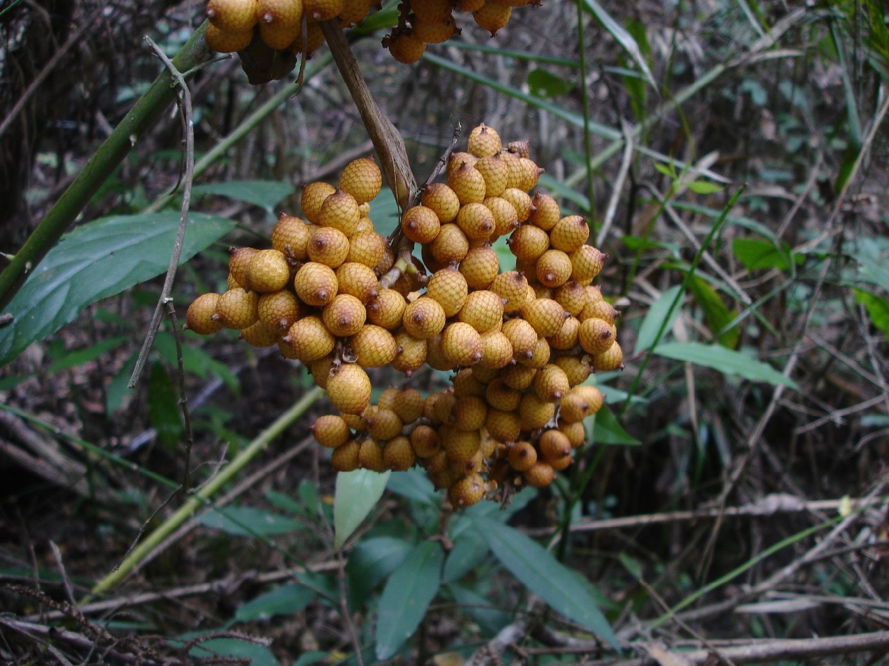  p> a href="#" data-lemmaid="10995944">滇南省藤 /a>是一种棕榈科