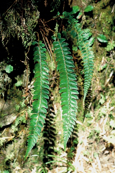  p>假鞭叶铁线蕨(学名: i>adiantum malesianum /i> ghatak)是铁线蕨