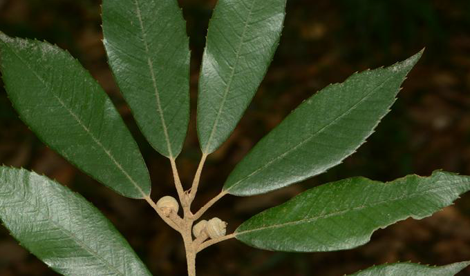  p>赤皮青冈(学名: i>cyclobalanopsis gilva /i> (blume) oerst)是