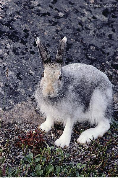  p>北极兔(学名:  i>lepus arcticus /i>), 是兔科,兔属的哺乳动物.