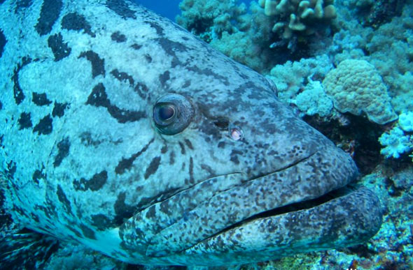  p>黑斑石斑鱼, i>epinephelus tukula  /i>(morgans, 1959),又称蓝身