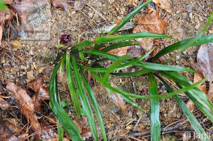  p>丛生蜘蛛抱蛋 i>(学名:aspidistra caespitosa /i>c.