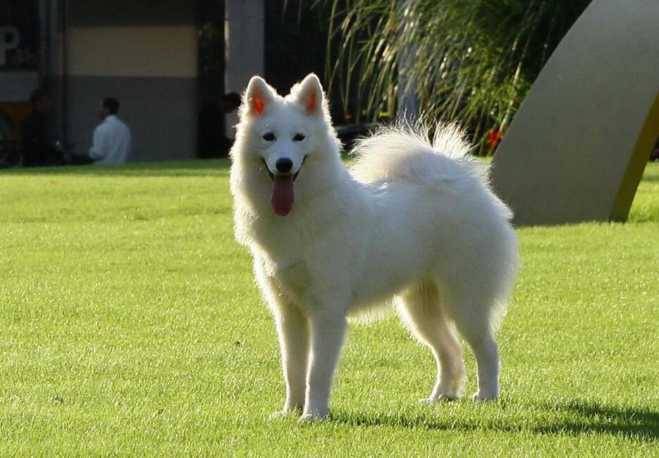 萨摩耶犬