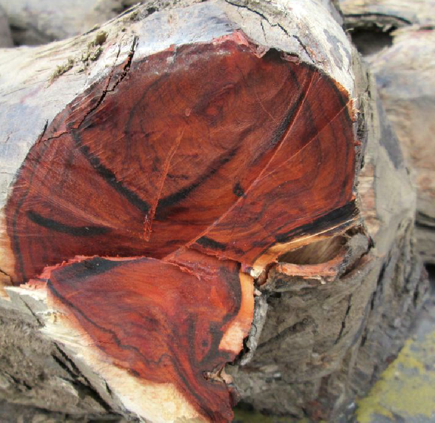  p>檀香紫檀(学名: i>pterocarpus santalinus /i> l.f.