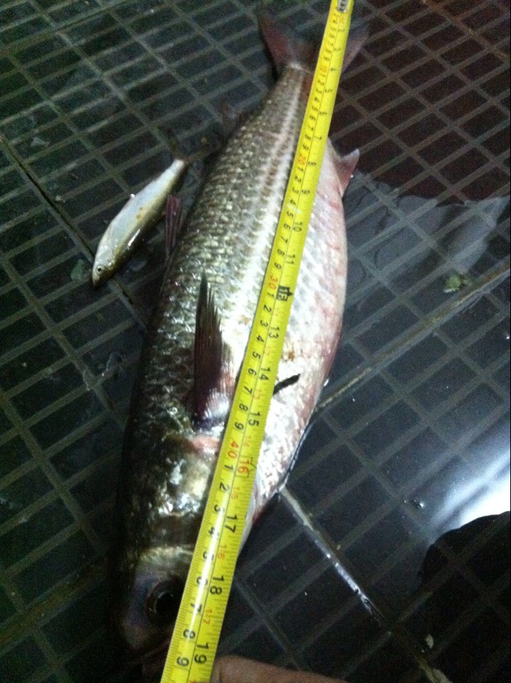  p>乌头鱼又称"新鱼",食植物性食物,往往生活在蟹洞,海朗头和蚝塘中