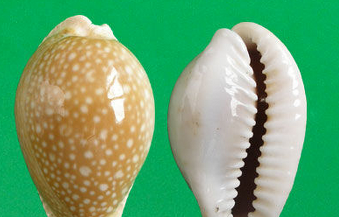  p>初雪宝螺(学名:erosaria miliaris miliaris)是腹足纲宝螺科的 a