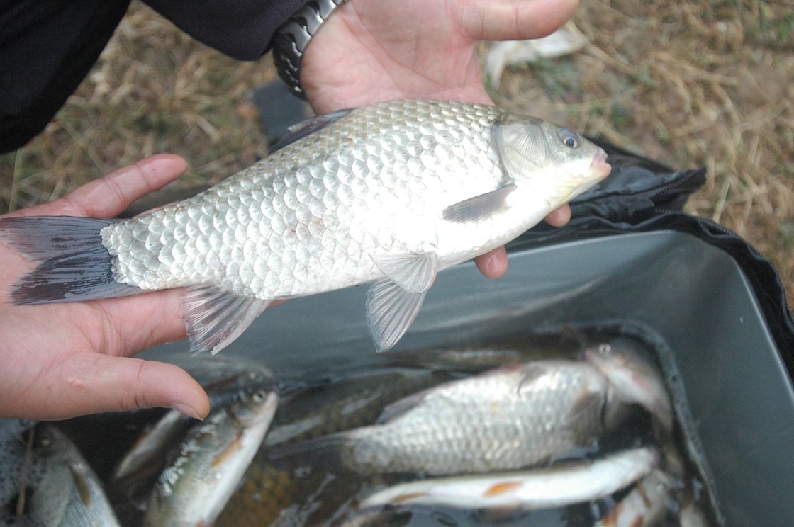  p>鱼类,属鲤形目,鲤科,鲌亚科,鲌属.