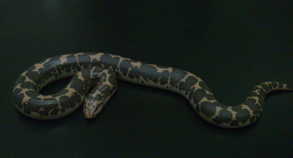  p>沙蟒属(学名:eryx)是蛇亚目蚺科沙蟒亚科下的一个 a target="