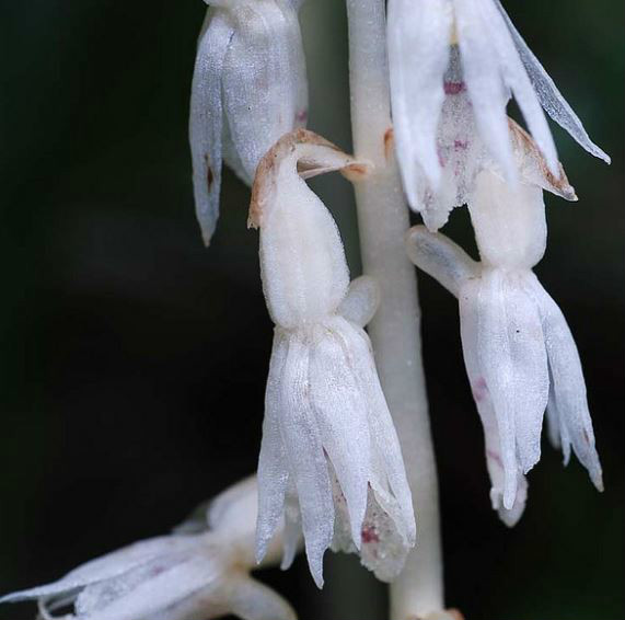  p>虎舌兰(学名: i>epipogium roseum /i>  (d. don) lindl.