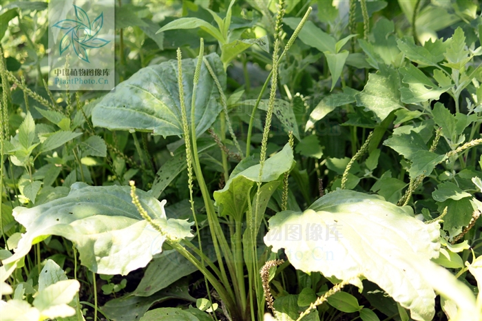  p>巨车前(学名:plantago maxima juss. ex jacq.