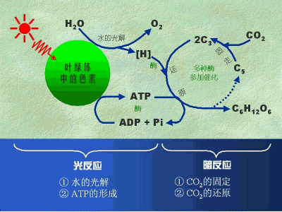 光反应阶段_百度百科