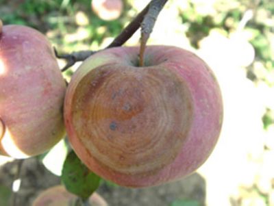 苹果腐烂病病斑