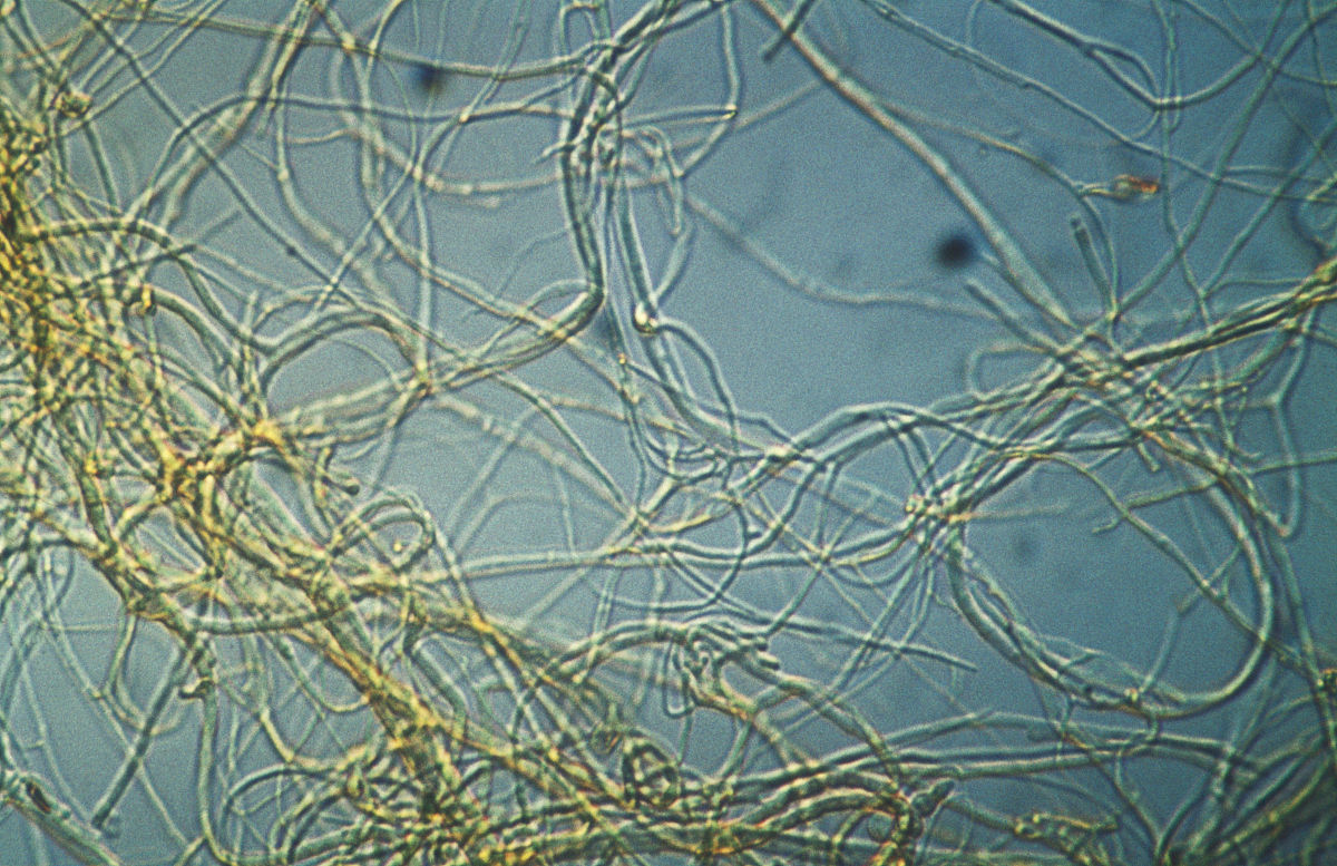 坎培波尔特青霉菌