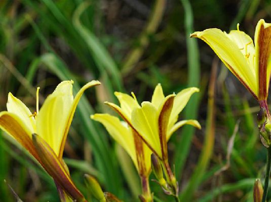  p> b>北萱草 /b>( a href="#" data-lemmaid="8074290">学名 /a>: i>