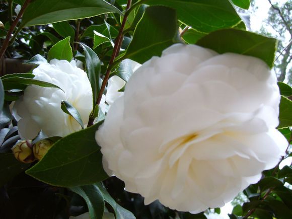  p>雪塔又名"观音白",传统 a target="_blank" href="/item/茶花