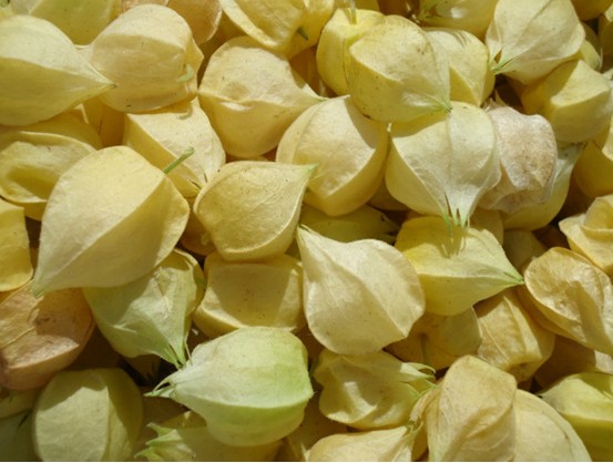  p>绛珠草是曹雪芹原创的,《红楼梦》一部书都充斥着红色,绛珠也就是