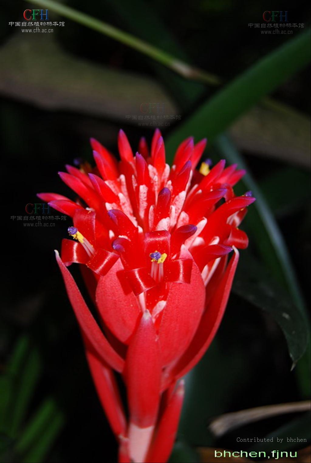 billbergia pyramidalis