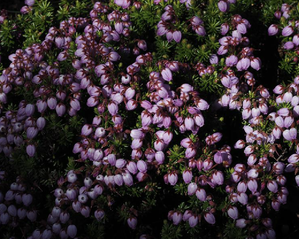 phyllodoce caerulea (l.) bab.