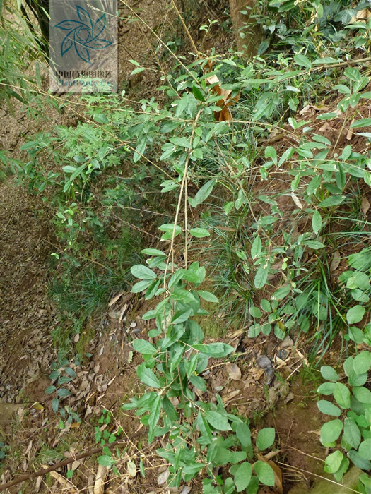  p> a href="#" data-lemmaid="3032822">长叶胡颓子 /a>,别名:马鹊树