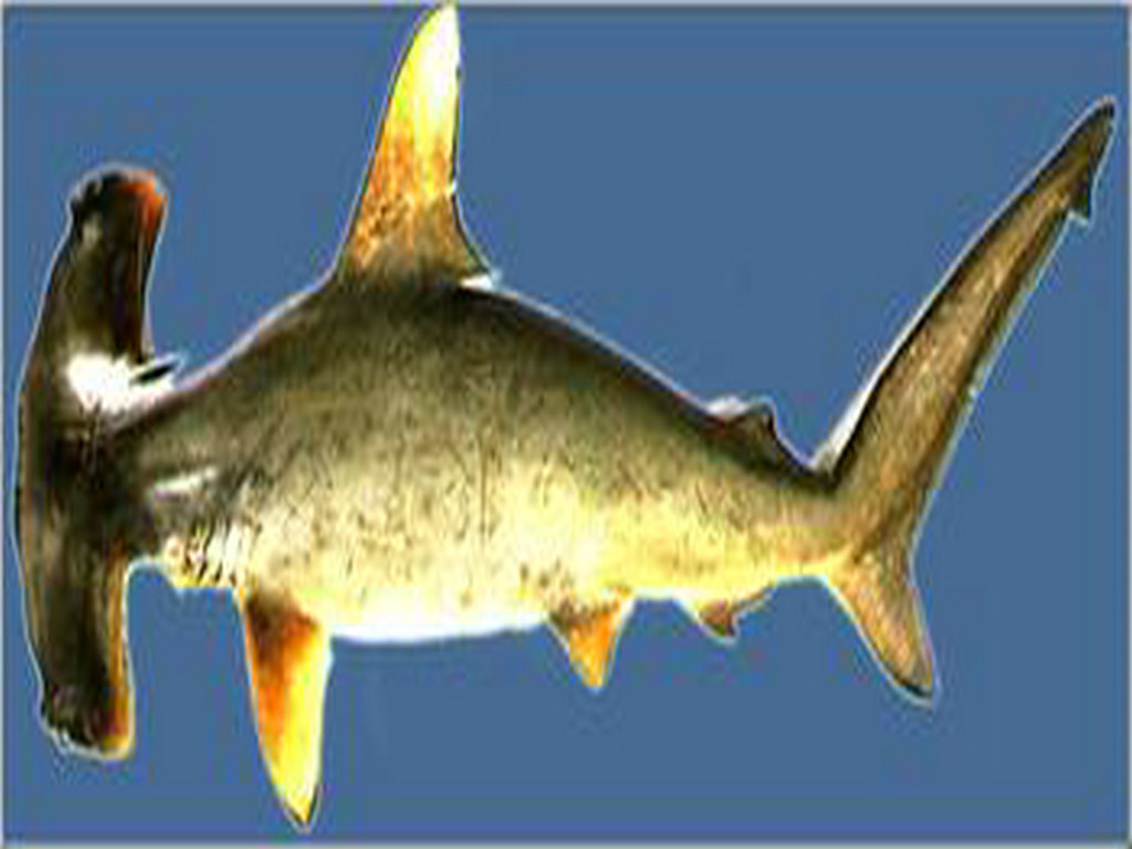  p>哈那鲨, a target="_blank" href="/item/扁头哈那鲨/786711" data