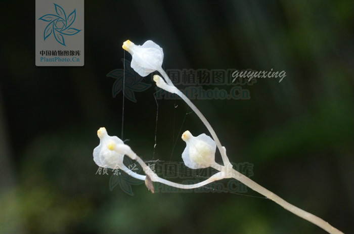  p> b>宽翅水玉簪 /b>(学名: i>burmannia nepalensis /i>)是水玉簪科