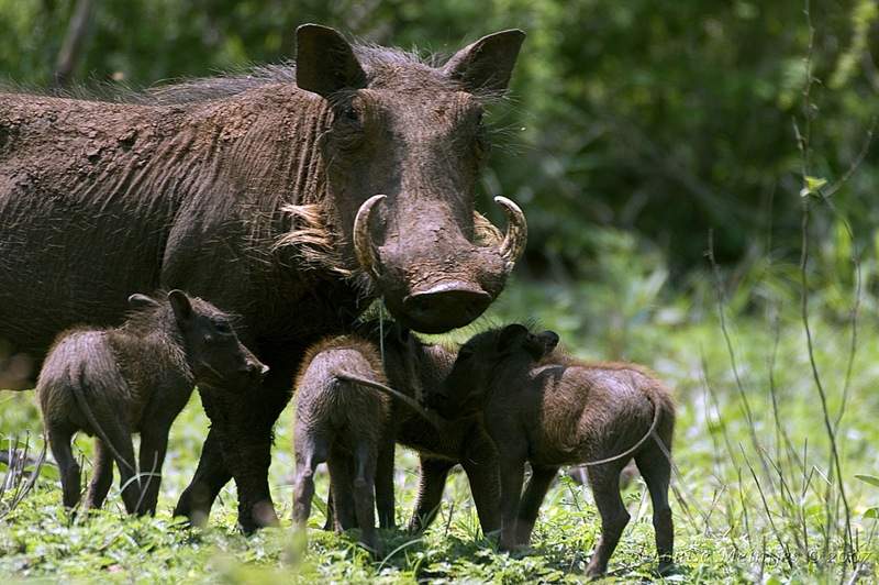  p>非洲疣猪(学名: i>phacochoerus africanus /i>):也称 a href="#">